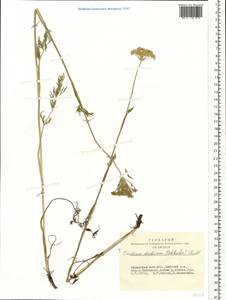 Kadenia dubia (Schkuhr) Lavrova & V.N.Tikhom., Siberia, Altai & Sayany Mountains (S2) (Russia)