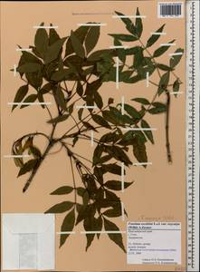 Fraxinus angustifolia subsp. oxycarpa (M.Bieb. ex Willd.) Franco & Rocha Afonso, Caucasus, Black Sea Shore (from Novorossiysk to Adler) (K3) (Russia)