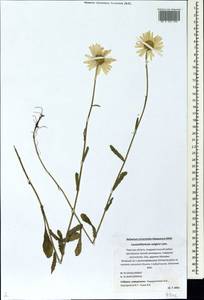 Leucanthemum vulgare Lam., Eastern Europe, North-Western region (E2) (Russia)