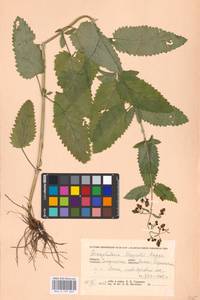 MHA 0 159 663, Scrophularia scopolii Hoppe, Eastern Europe, West Ukrainian region (E13) (Ukraine)