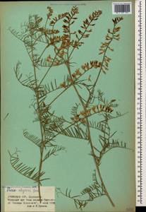 Vicia tenuifolia subsp. elegans (Guss.)Nyman, Caucasus, Armenia (K5) (Armenia)
