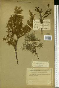 Juniperus communis L., Eastern Europe, Western region (E3) (Russia)