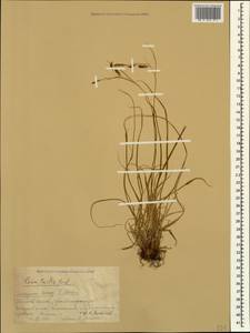 Carex tristis M.Bieb., Caucasus, Krasnodar Krai & Adygea (K1a) (Russia)