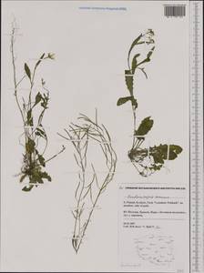 Arabidopsis arenosa (L.) Lawalrée, Western Europe (EUR) (Poland)