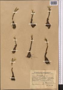 Colchicum kesselringii Regel, Middle Asia, Western Tian Shan & Karatau (M3) (Kyrgyzstan)