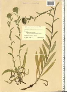 Carlina vulgaris L., Eastern Europe, Latvia (E2b) (Latvia)