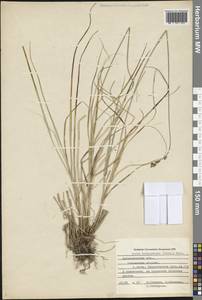 Carex brunnescens (Pers.) Poir., Eastern Europe, Northern region (E1) (Russia)