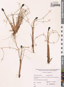 Eriophorum vaginatum L., Siberia, Chukotka & Kamchatka (S7) (Russia)