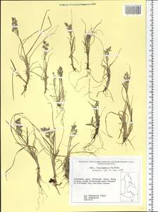 Poa lanata Scribn. & Merr., Siberia, Chukotka & Kamchatka (S7) (Russia)