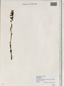 Neottia nidus-avis (L.) Rich., Eastern Europe, Central forest region (E5) (Russia)