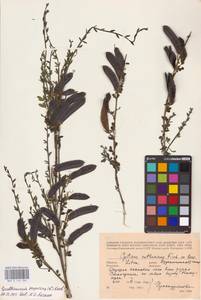 Cytisus scoparius (L.) Link, Eastern Europe, Lithuania (E2a) (Lithuania)