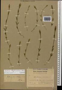 Gentianopsis ciliata subsp. blepharophora (Bordz.) W. Greuter, Caucasus, Armenia (K5) (Armenia)