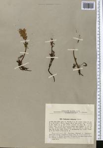 Pedicularis violascens Schrenk ex Fisch. & C.A. Mey., Middle Asia, Northern & Central Tian Shan (M4) (Kyrgyzstan)