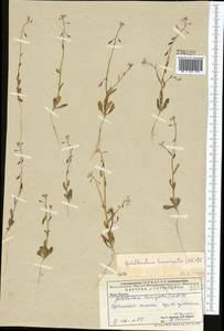 Goldbachia laevigata (M.Bieb.) DC., Middle Asia, Caspian Ustyurt & Northern Aralia (M8) (Kazakhstan)