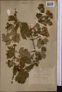 Crataegus chlorocarpa Lenné & C. Koch, Middle Asia, Pamir & Pamiro-Alai (M2) (Tajikistan)