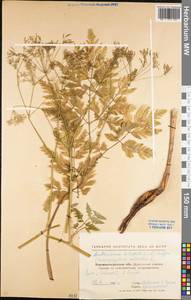 Anthriscus sylvestris (L.) Hoffm., Eastern Europe, North Ukrainian region (E11) (Ukraine)