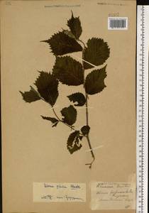 Ulmus glabra, Eastern Europe, Central region (E4) (Russia)