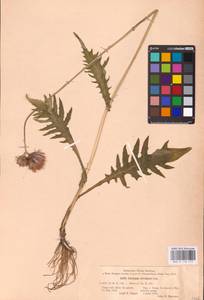 Cirsium rivulare (Jacq.) All., Eastern Europe, North Ukrainian region (E11) (Ukraine)