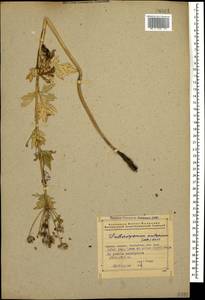 Eleutherospermum cicutarium (M. Bieb.) Boiss., Caucasus, Azerbaijan (K6) (Azerbaijan)