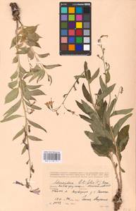 Adenophora liliifolia (L.) A.DC., Eastern Europe, Lower Volga region (E9) (Russia)