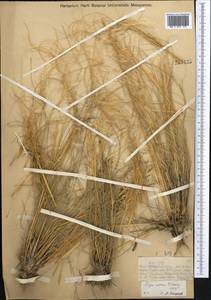 Stipa zalesskii Wilensky, Middle Asia, Muyunkumy, Balkhash & Betpak-Dala (M9) (Kazakhstan)