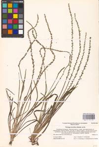 Plantago tenuiflora Waldst. & Kit., Eastern Europe, Lower Volga region (E9) (Russia)