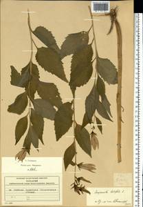 Campanula latifolia L., Eastern Europe, Moscow region (E4a) (Russia)