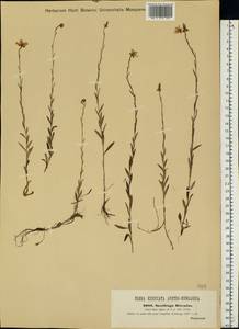 Saxifraga hirculus L., Eastern Europe, West Ukrainian region (E13) (Ukraine)