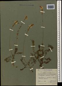 Onobrychis petraea (Willd.)Fisch., Caucasus, Dagestan (K2) (Russia)