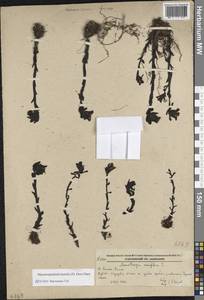 Monotropastrum humile (D. Don) H. Hara, Siberia, Russian Far East (S6) (Russia)