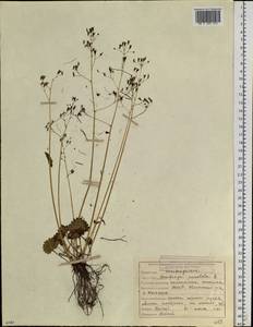 Micranthes nelsoniana subsp. aestivalis (Fisch. & C. A. Mey.) Elven & D. F. Murray, Siberia, Yakutia (S5) (Russia)