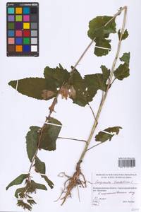 Campanula trachelium L., Eastern Europe, North-Western region (E2) (Russia)