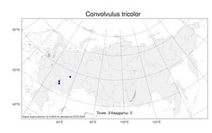 Convolvulus tricolor L., Atlas of the Russian Flora (FLORUS) (Russia)