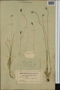 Sesleria coerulans Friv., Western Europe (EUR) (Not classified)