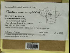 Plagiomnium cuspidatum (Hedw.) T.J. Kop., Bryophytes, Bryophytes - Middle Russia (B6) (Russia)
