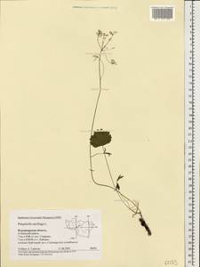 Pimpinella saxifraga L., Eastern Europe, Central region (E4) (Russia)