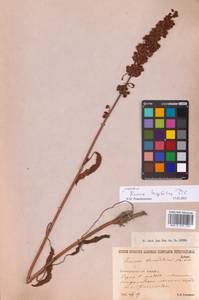 Rumex longifolius DC., Eastern Europe, North-Western region (E2) (Russia)