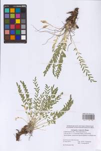 Astragalus wolgensis Bunge, Eastern Europe, Lower Volga region (E9) (Russia)