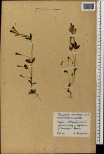 Gentianella caucasea (Loddiges ex Sims) J. Holub, Caucasus, Georgia (K4) (Georgia)