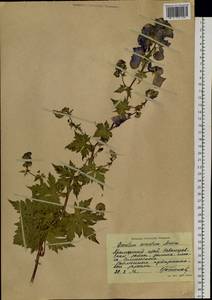 Aconitum sczukinii Turcz., Siberia, Russian Far East (S6) (Russia)