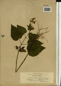 Lamium maculatum (L.) L., Eastern Europe, South Ukrainian region (E12) (Ukraine)