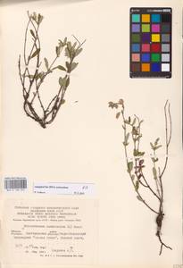 Helianthemum nummularium (L.) Mill., Eastern Europe, Central forest-and-steppe region (E6) (Russia)