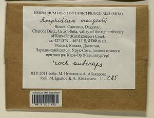 Amphidium mougeotii (Bruch & Schimp.) Schimp., Bryophytes, Bryophytes - North Caucasus & Ciscaucasia (B12) (Russia)