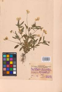 Viola tricolor L., Eastern Europe, North-Western region (E2) (Russia)