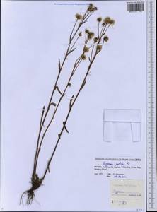 Erigeron politus Fr., Eastern Europe, Northern region (E1) (Russia)