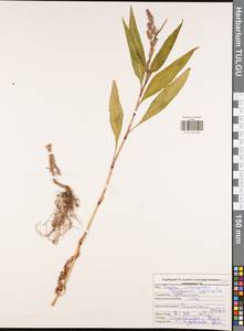 Persicaria maculosa Gray, Eastern Europe, Central region (E4) (Russia)