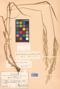 Agrostis stolonifera L., Siberia, Russian Far East (S6) (Russia)