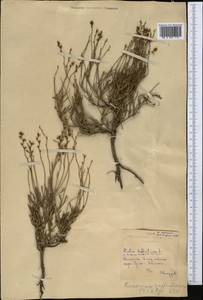 Limonium suffruticosum (L.) Kuntze, Middle Asia, Northern & Central Kazakhstan (M10) (Kazakhstan)