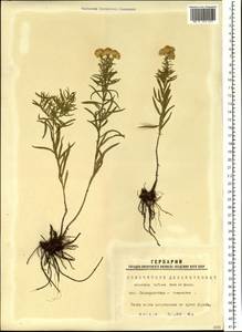 Galatella biflora (L.) Nees, Siberia, Western Siberia (S1) (Russia)