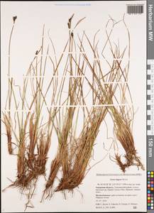 Carex bigelowii subsp. lugens (Holm) T.V.Egorova, Siberia, Russian Far East (S6) (Russia)